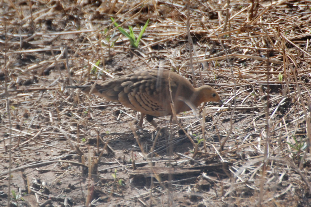 Grandule ventrecastano (Pterocle exustus) - Tanzania